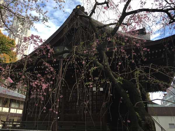 新宿十二社 熊野神社の枝垂れ桜