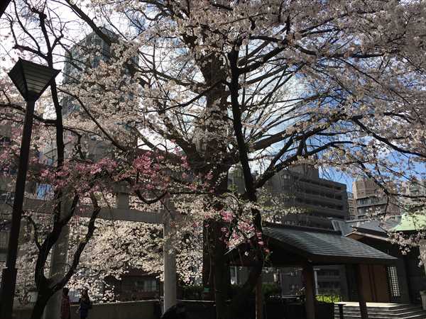 新宿十二社 熊野神社のピンク桜と白桜